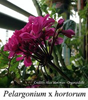 Pelargonium x hortorum - prancha Pelargonium x hortorum - prancha