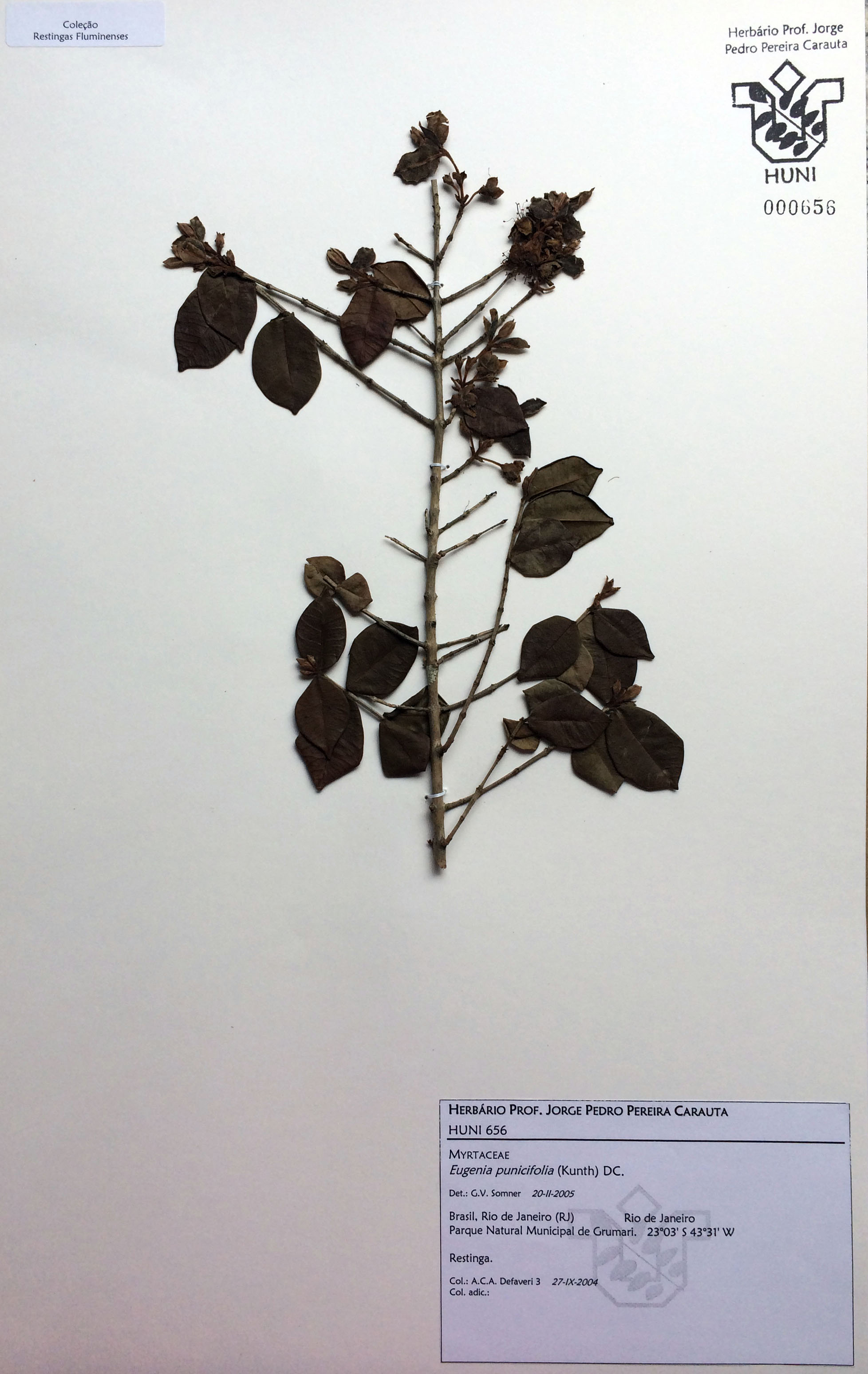 HUNI 656 - Myrtaceae