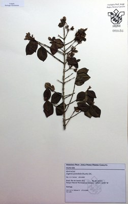 HUNI 656 - Myrtaceae