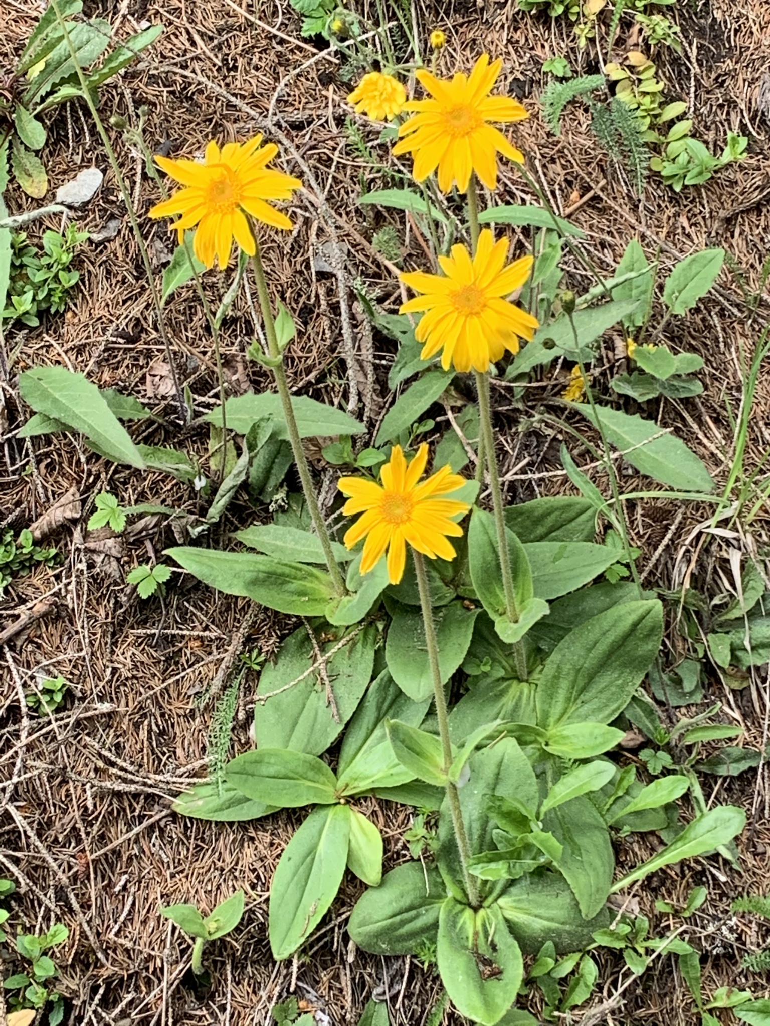 Arnica montana I-Bug