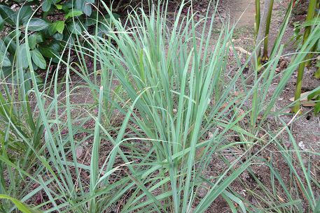 Cymbopogon citratus