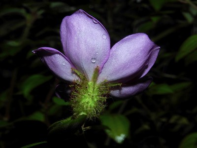 Heterotis rotundifolia - Reinaldo Aguilar - Canto das Flores 5