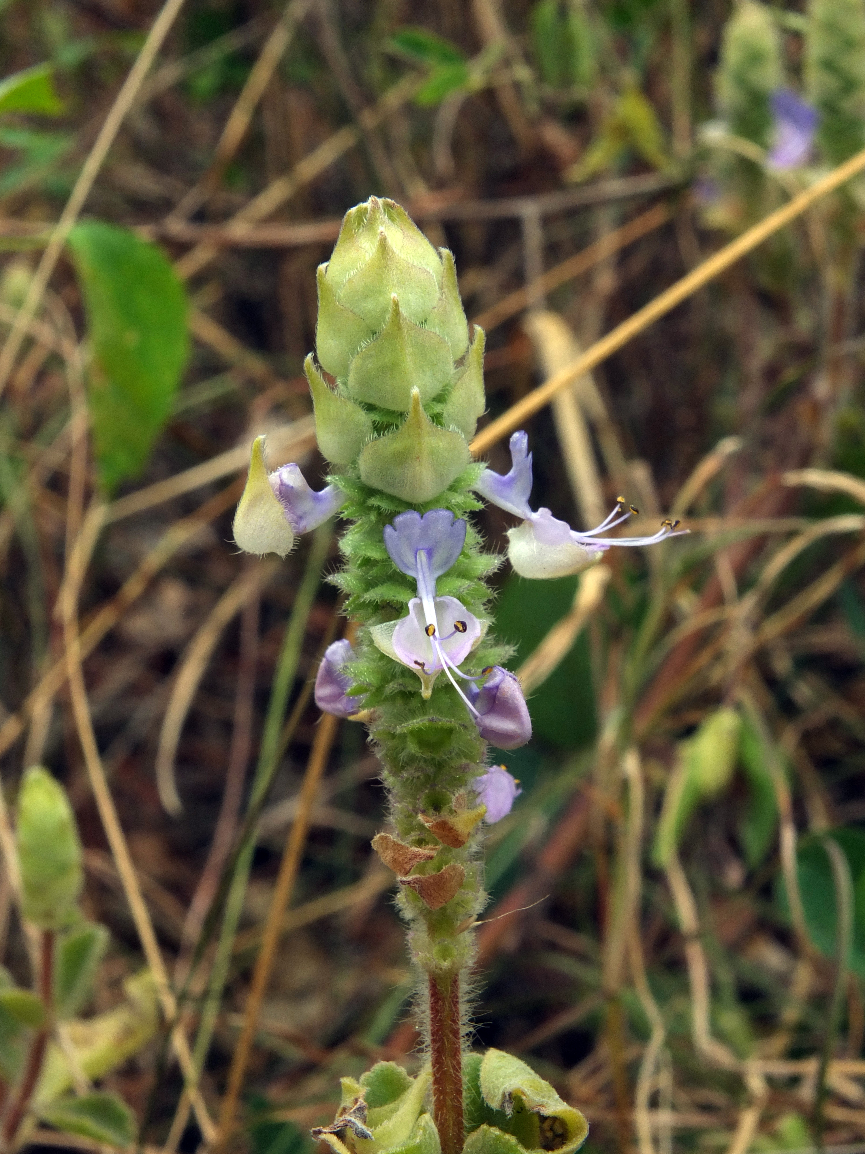Plectranthus caninus - Siddarth Machado