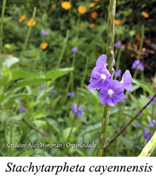 Stachytarpheta cayennensis - prancha