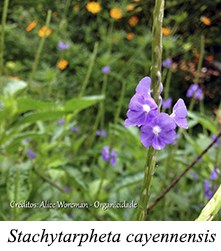 Stachytarpheta cayennensis - prancha