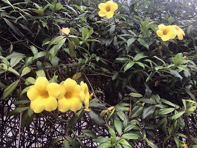Allamanda cathartica - Canto das Flores 5