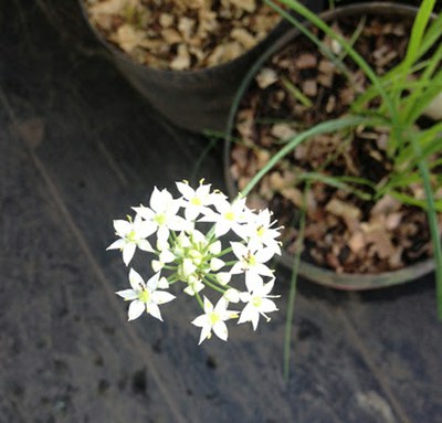 Allium tuberosum - Canto das Flores 1