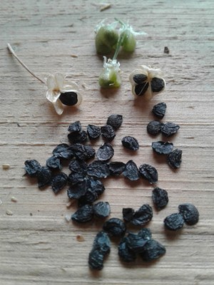 Allium tuberosum - Canto das Flores 5