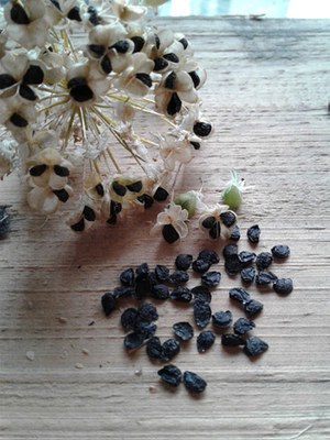 Allium tuberosum - Canto das Flores 6