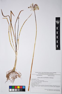 Allium tuberosum - exsicata