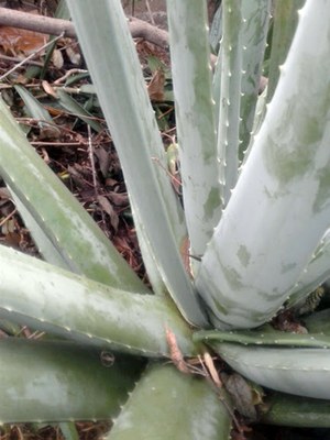Aloe vera - Canto das Flores 1