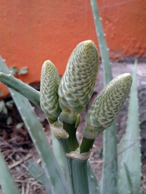 Aloe vera - Canto das Flores 3
