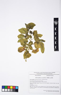 Althernanthera sessilis - Exsicata
