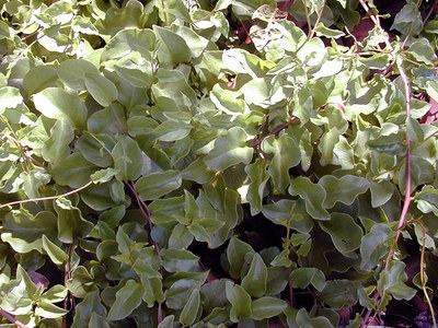 Anredera cordifolia - Canto das Flores 3 - Forest e Kim Starr