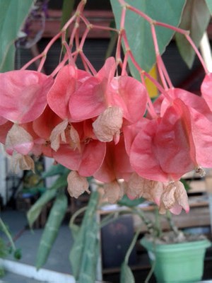 Begonia coccinea - Canto das Flores 4