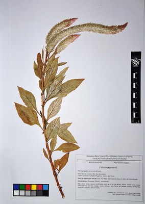 Celosia argentea L. - exsicata