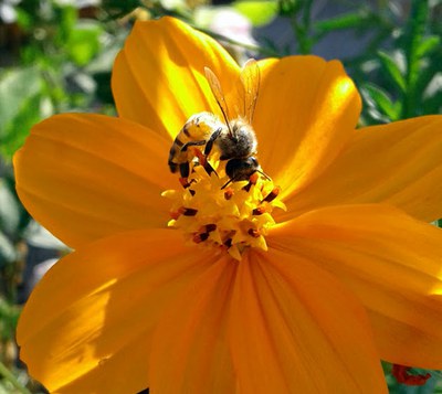 Cosmos sulphureus - Canto das Flores 4