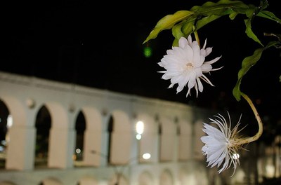 Epiphyllum oxypetallum - Canto das Flores 1