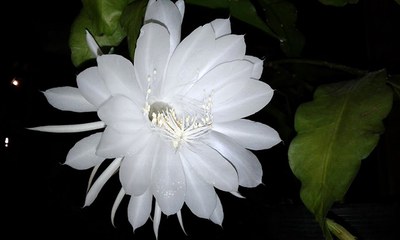 Epiphyllum oxypetallum - Canto das Flores 4
