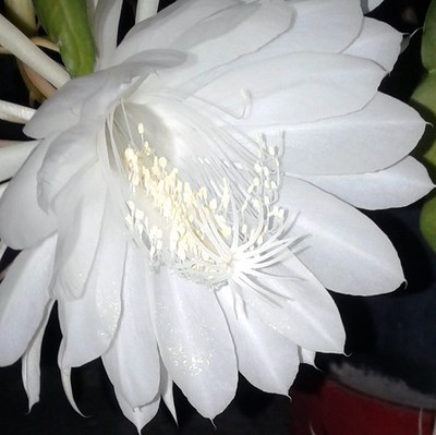 Epiphyllum oxypetallum - Canto das Flores 5