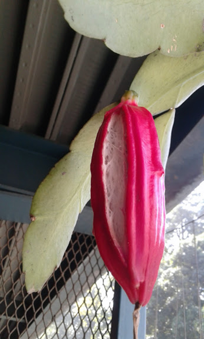 Epiphyllum oxypetallum - Canto das Flores 7