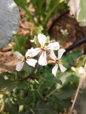 Eruca vesicaria - Canto das Flores 1