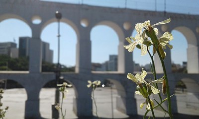 Eruca vesicaria - Canto das Flores 2