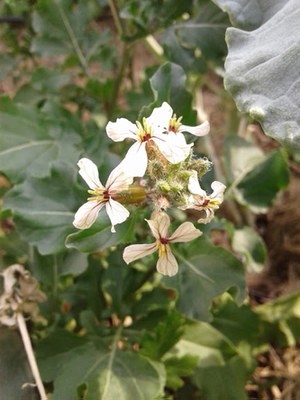 Eruca vesicaria - Canto das Flores 6
