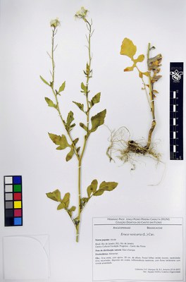 Eruca vesicaria - exsicata