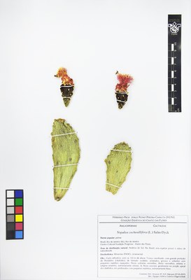 Exsicata - Nopalea cochenillifera