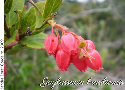 Gaylussacia brasiliensis