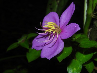Heterotis rotundifolia - Reinaldo Aguilar - Canto das Flores 4