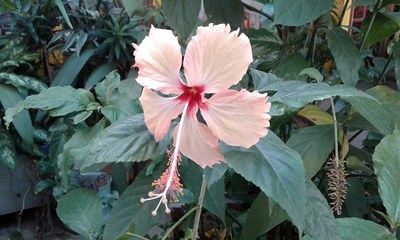 Hibiscus rosa-sinensis - Canto das Flores 5