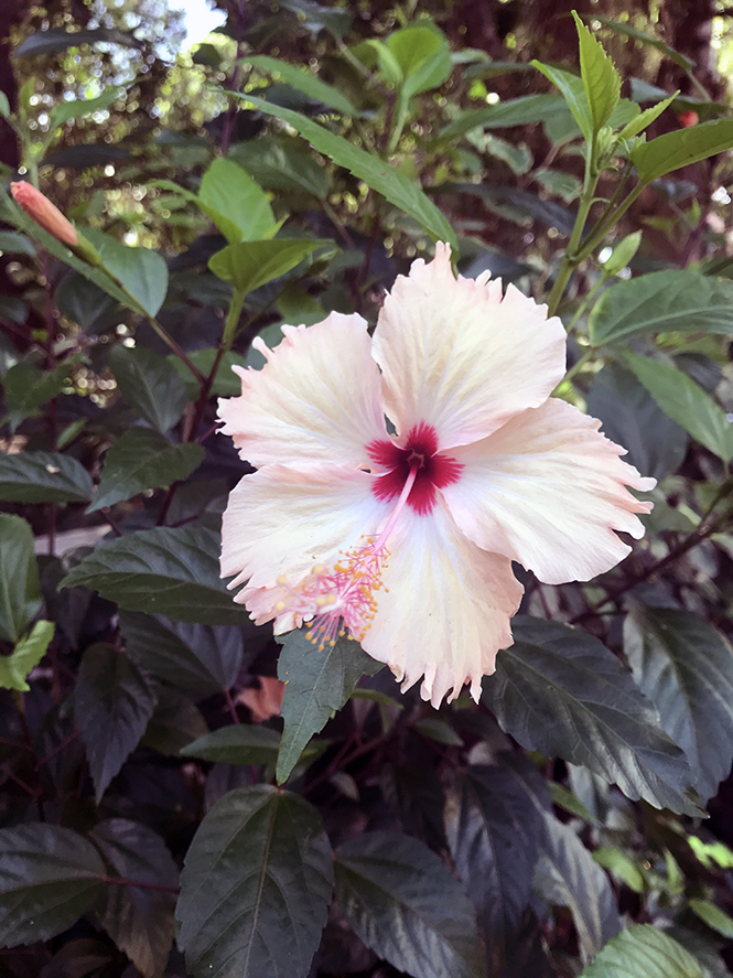 Hibiscus rosa-sinensis - Canto das Flores 6