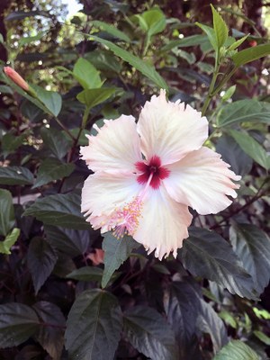 Hibiscus rosa-sinensis - Canto das Flores 6