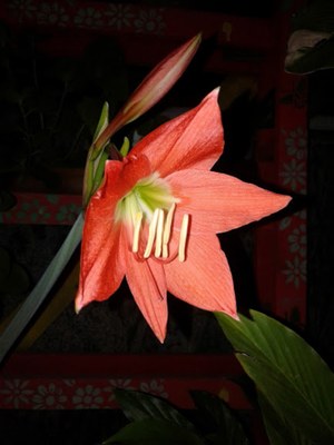 Hippeastrum puniceum - Canto das Flores 4