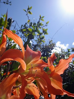 Hippeastrum striatum - Canto das Flores 5