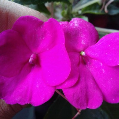 Impatiens walleriana - Canto das Flores 5