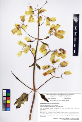 Kalanchoe pinnata - Exsicata corrigida