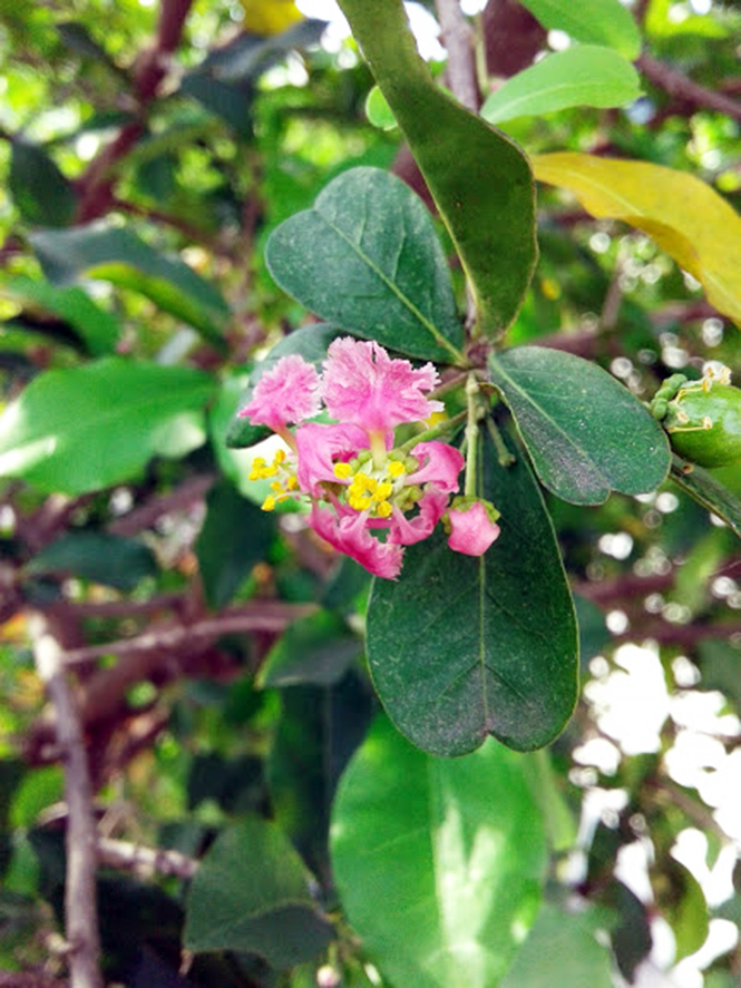 Malpighia emarginata - Canto das Flores 1