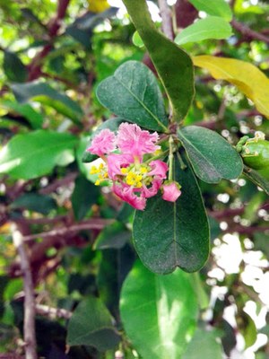 Malpighia emarginata - Canto das Flores 1