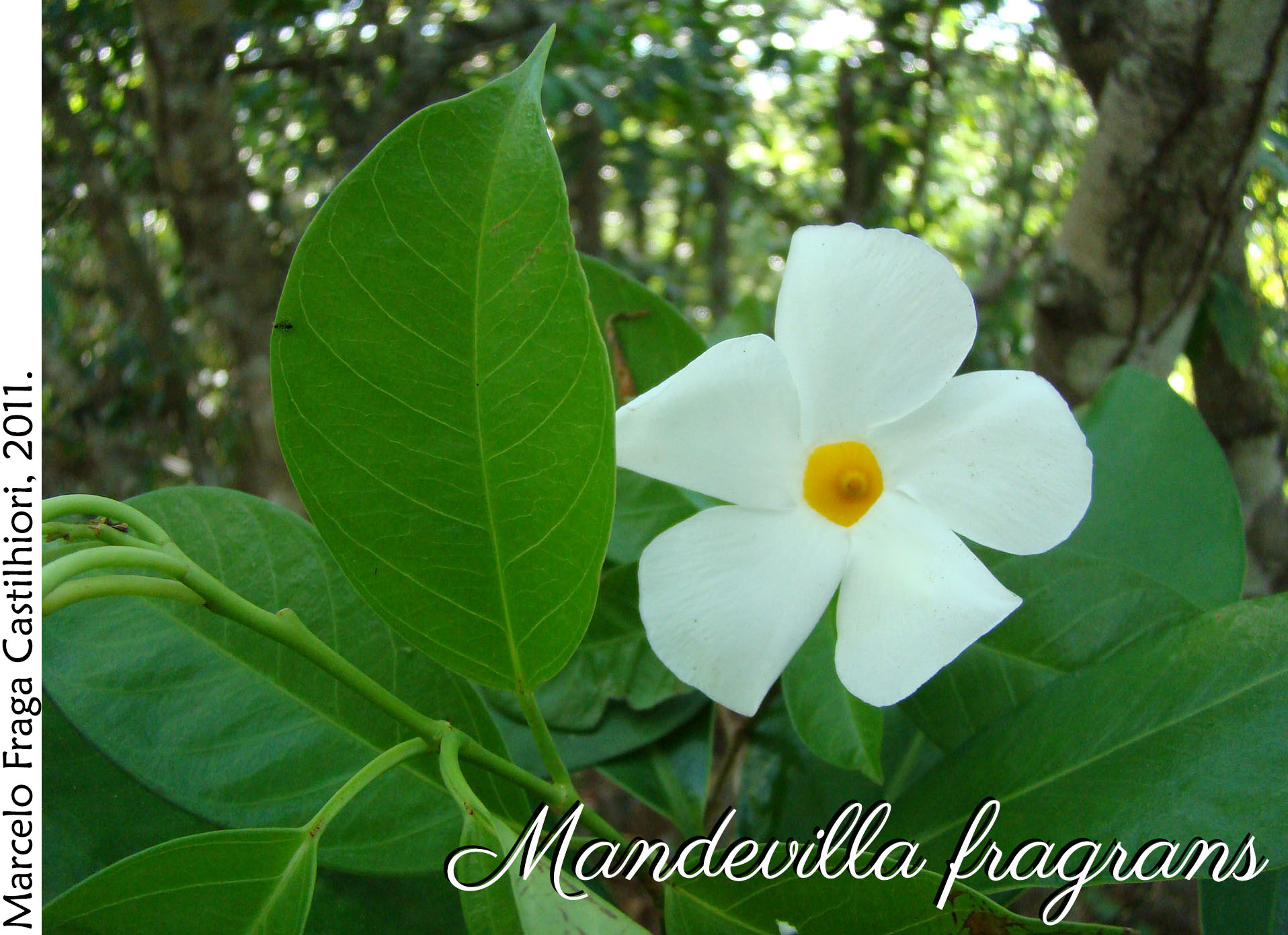 Mandevilla fragrans