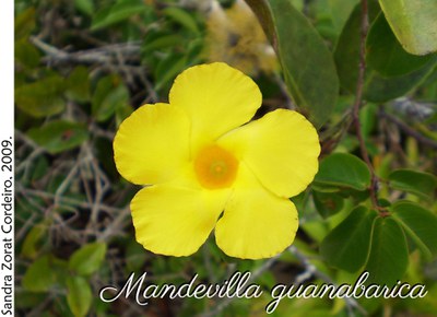 Mandevilla guanabarica