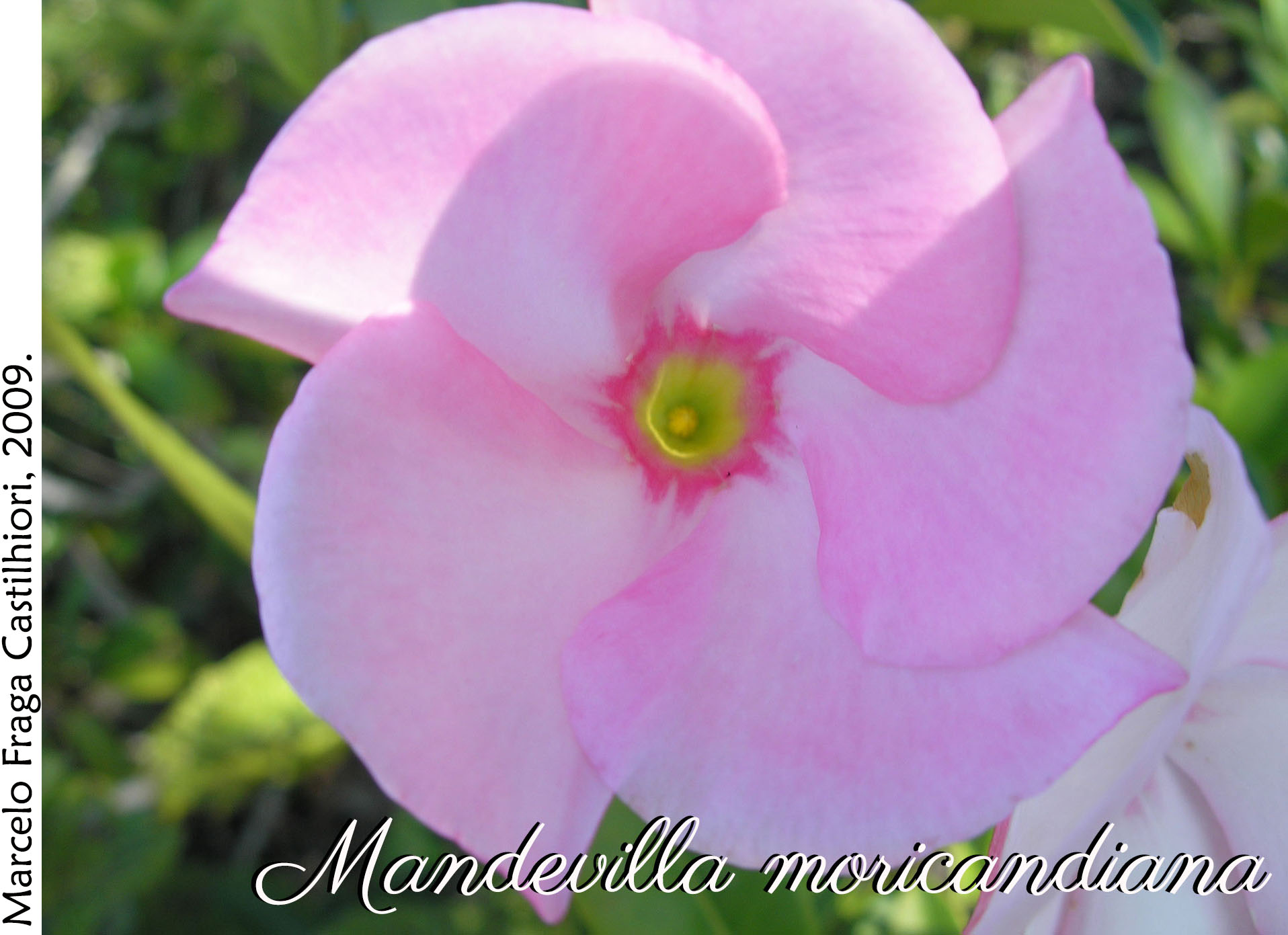 Mandevilla moricandiana