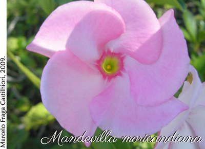Mandevilla moricandiana