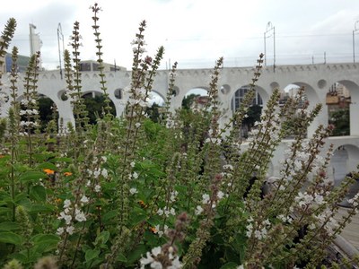 Ocimum basilicum - Canto das Flores 2