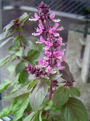 Ocimum basilicum - Canto das Flores 4 (Vanessa 1)