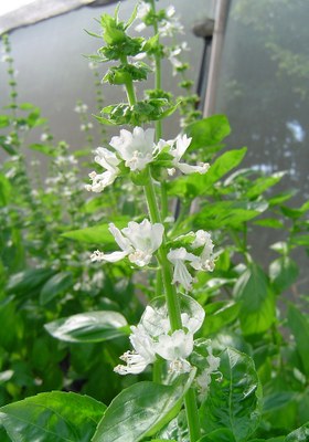 Ocimum basilicum - Canto das Flores 5 (Vanessa 2)