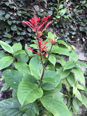 Odontonema tubaeforme - Canto das Flores 3