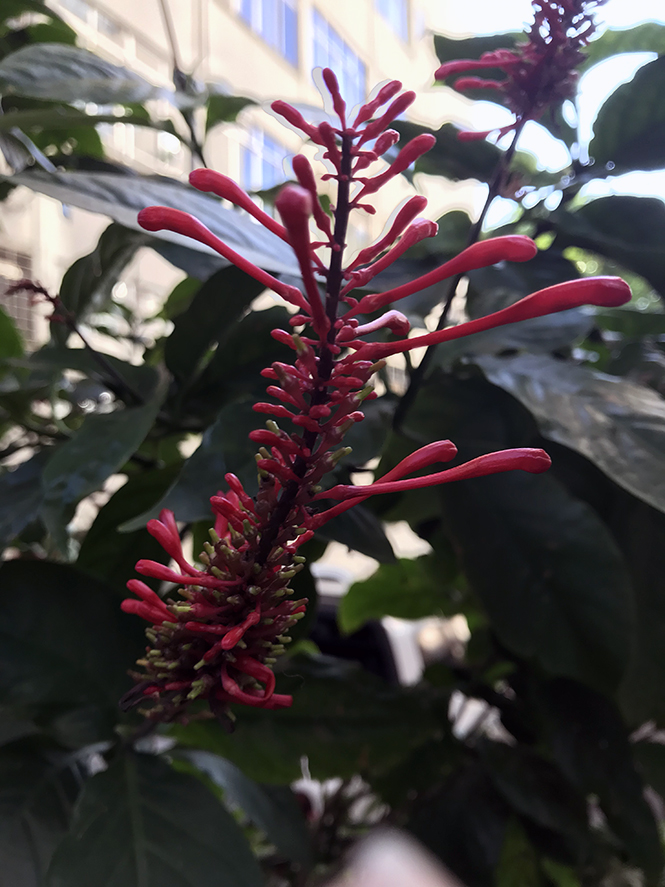 Odontonema tubaeforme - Canto das Flores 5